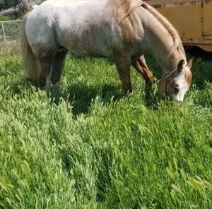 Meet your Posher, Alfredo